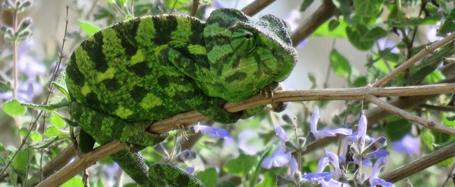 מחליפה צבעים. בין השאר. צילום: אורה נדיב